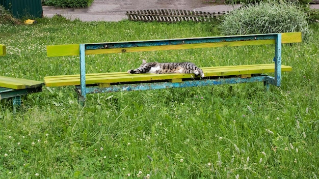 Gato malhado cinza sem teto dormindo no banco