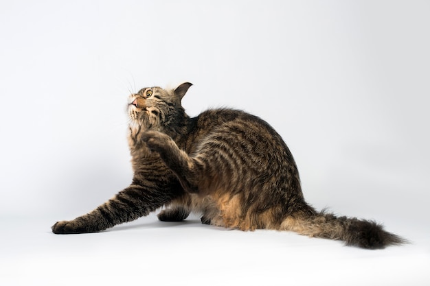 Gato malhado coçando atrás da orelha em um fundo branco