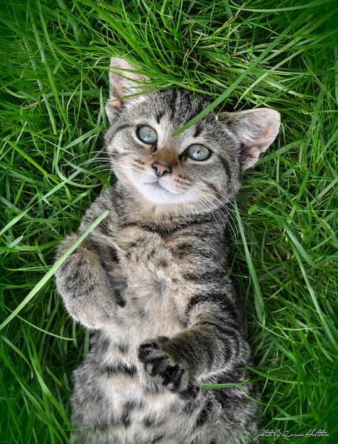 Gato malhado com lindos olhos deitado na grama verde em um dia ensolarado