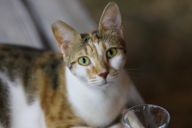 Gato malhado com olhos amarelos parece reto.