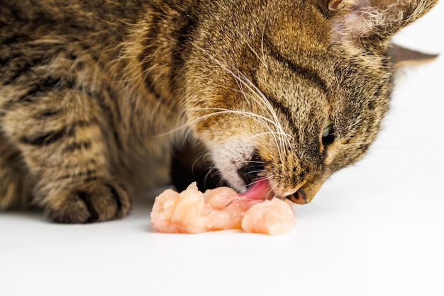 Gato malhado comendo carne de frango cru no fundo branco