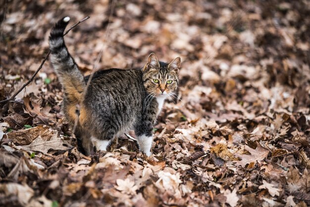 Gato malhado de março de primavera caminhando sobre folhas secas