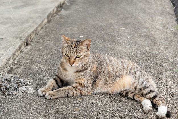 Gato malhado de rua deitado no chão na rua de uma cidade