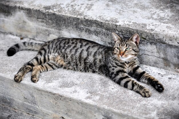 Gato malhado deitado dormindo na escada da varanda