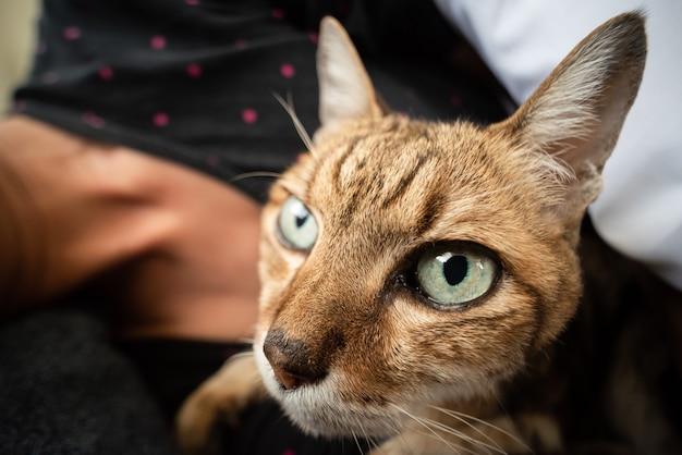 Gato malhado deitado na cama com uma mulher