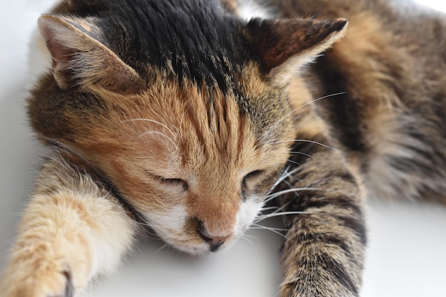 Gato malhado dormindo em casa