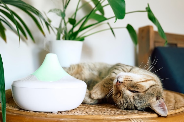 Gato malhado dormindo perto de um umidificador de ar doméstico ou difusor de óleo essencial limpando o ar e vaporizando o vapor no ar Tecnologia ultrassônica Cuidando da saúde de crianças, plantas e animais de estimação