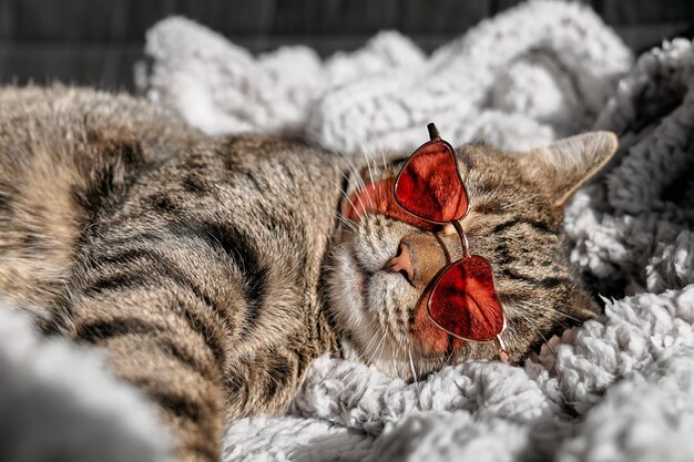 Gato malhado engraçado bonito usando óculos de sol rosa uma forma de calor dormindo no sofá em xadrez bege quente