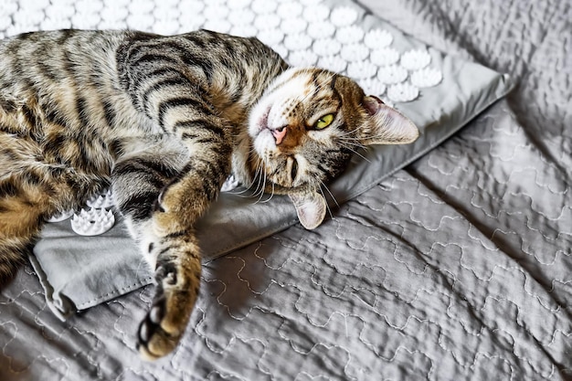 Foto gato malhado engraçado deitado no tapete de acupuntura de acupressão na cama