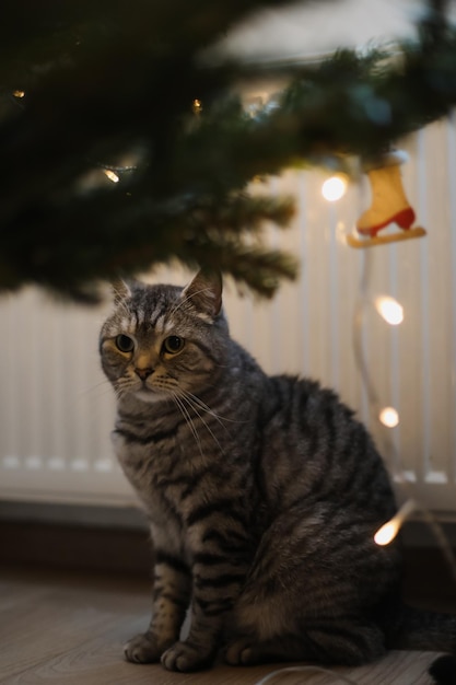Gato malhado engraçado e a árvore de Natal decorada Feliz Natal e Ano Novo