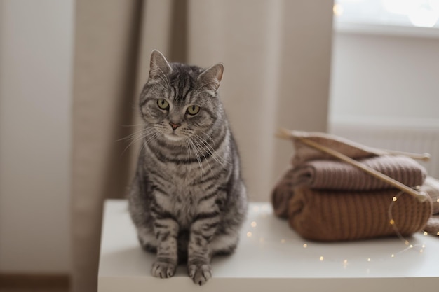 gato malhado escocês reto com olhar engraçado Retrato de gato Tiro interno de gato bonito