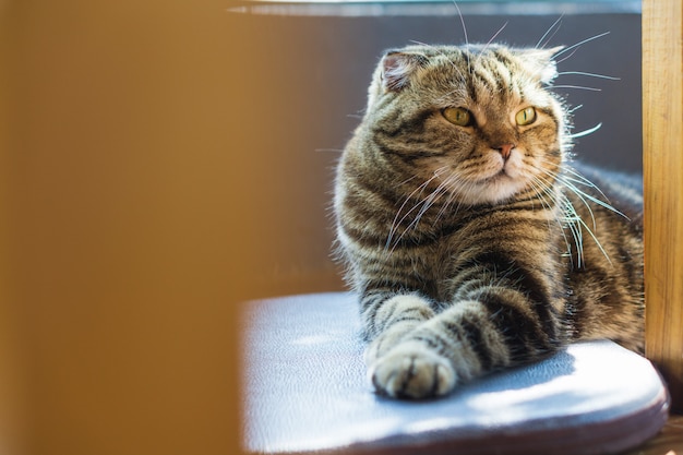 Gato malhado fechado com um padrão de tigre relaxante no chão