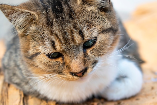 Foto gato malhado fofo close-up, com profundidade de campo rasa.