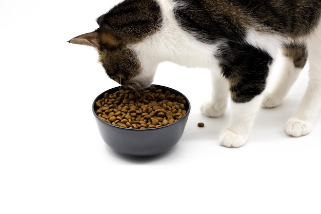 gato malhado fofo comendo comida no fundo branco Closeup Cat