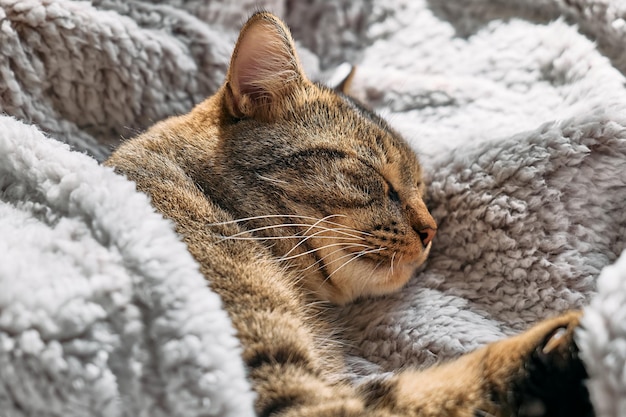 Gato malhado fofo dormindo envolto em xadrez cinza quente Gato listrado cochilando no sofá Animal de estimação em casa aconchegante e aconchegante
