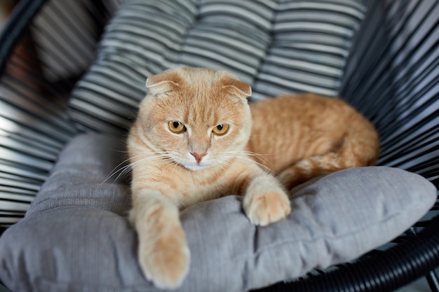 Gato malhado gengibre preguiçoso relaxando em um travesseiro colocado em uma poltrona macia