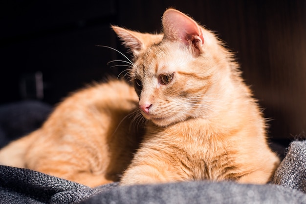 Gato malhado Ginger tomando sol