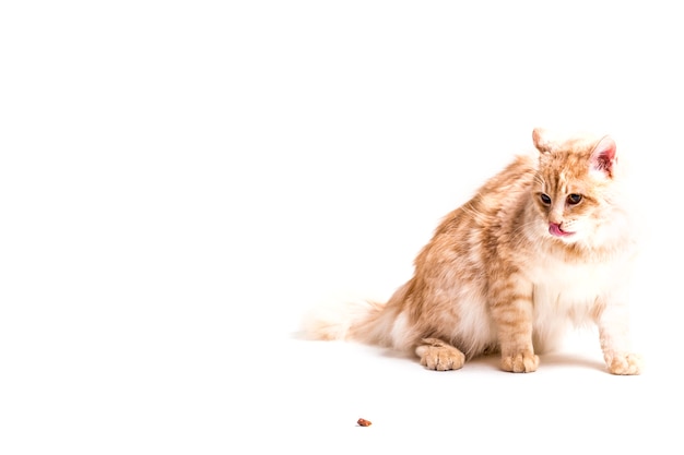 Foto gato malhado, lambendo os lábios, olhando para comida seca