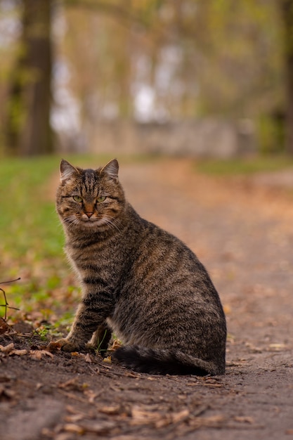 Gato malhado lindamente marcado sentado no campo no dia de outono