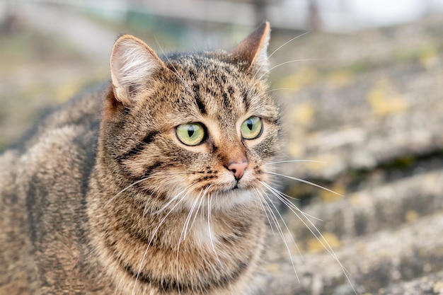 Gato malhado marrom com um close de olhar atento