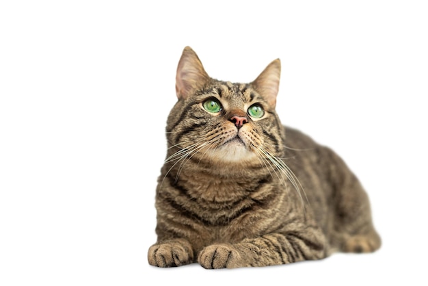 gato malhado marrom isolado com olhos verdes encontra-se em um fundo branco