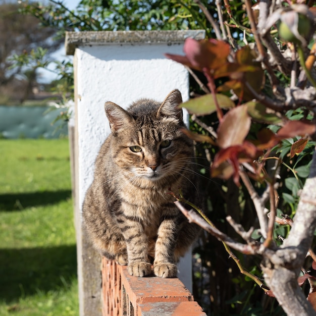 Gato malhado na parede ao sol e folhas de arbusto borrado e grama