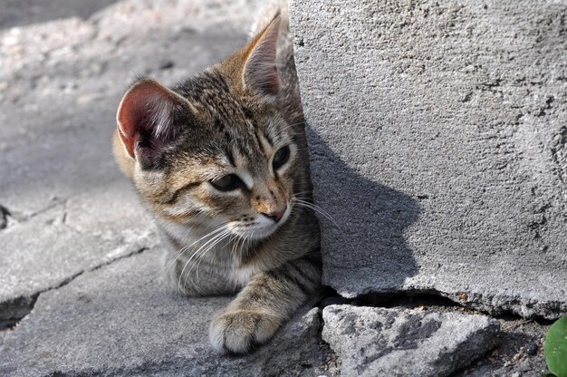 Gato malhado pequeno deitado na estrada pavimentada