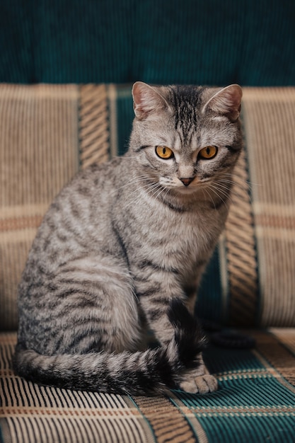 Gato malhado preto e branco com olhos laranja. o gato está sentado em um sofá ou poltrona.