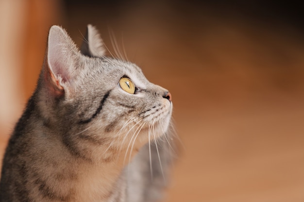 Gato malhado preto e branco com olhos laranja. O gato olha para o lado atentamente.