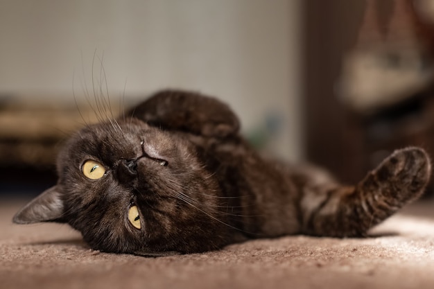 Gato malhado preto engraçado se aquecendo com a luz do sol