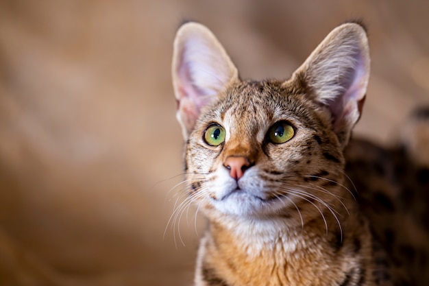 Foto gato malhado savannah f1