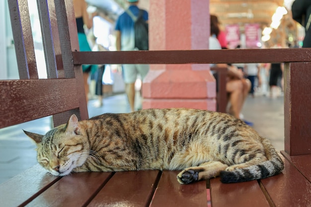 Gato malhado sem-teto dorme no banco em