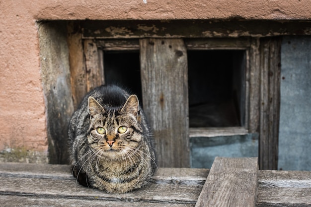 Gato malhado sem-teto sentado no porão de uma velha casa de vários andares