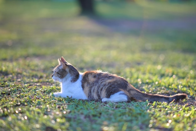 Gato malhado sentado ao ar livre na natureza na grama observando o jardim