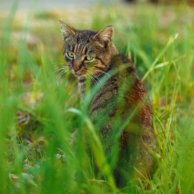 Gato malhado sentado na grama