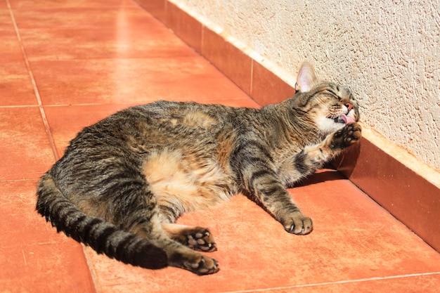 Gato malhado tomando banho no jardim ensolarado Gatinho deitado no jardim com expressões engraçadas