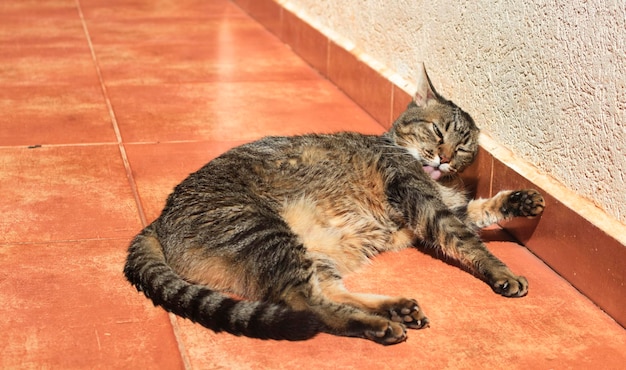 Gato malhado tomando banho no jardim ensolarado Gatinho deitado no jardim com expressões engraçadas