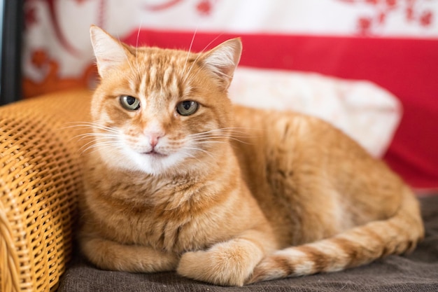 Gato malhado vermelho está deitado no sofá e curtindo em casa