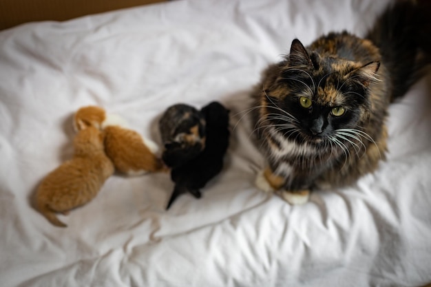 Gato de mamá con un gatito recién nacido en la cama