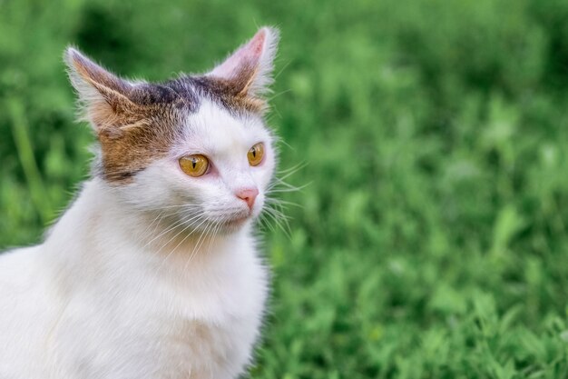 Gato manchado blanco en el jardín de cerca