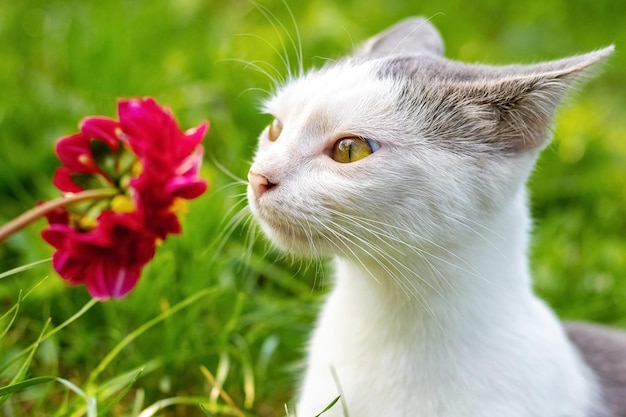 Gato manchado de blanco en el jardín mira una flor roja un gato olfatea una flor