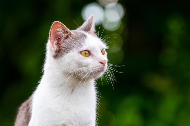 Gato manchado branco fecha no jardim em um fundo escuro