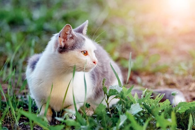 Gato manchado branco senta-se no jardim na grama em tempo ensolarado