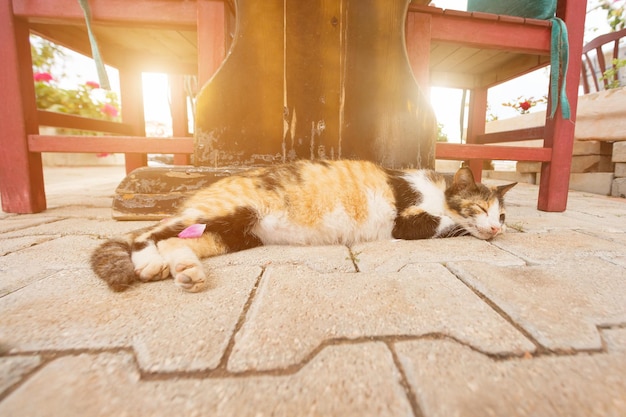 Gato manchado tirado en el suelo empedrado junto a una mesa y sillas de madera