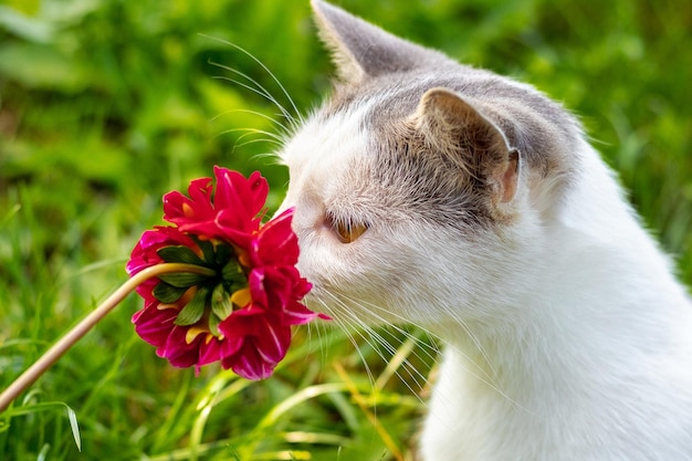 Gato con manchas blancas en el jardín cerca de la flor roja