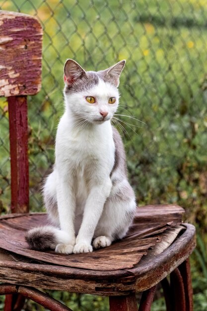 Gato con manchas blancas sentado en una silla vieja en el jardín