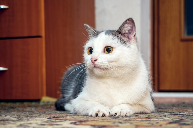 Un gato con manchas blancas se sienta en el suelo de una habitación y mira fijamente algo.