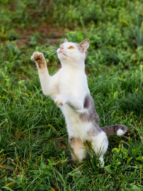 El gato con manchas blancas se para sobre sus patas traseras en el jardín sobre la hierba