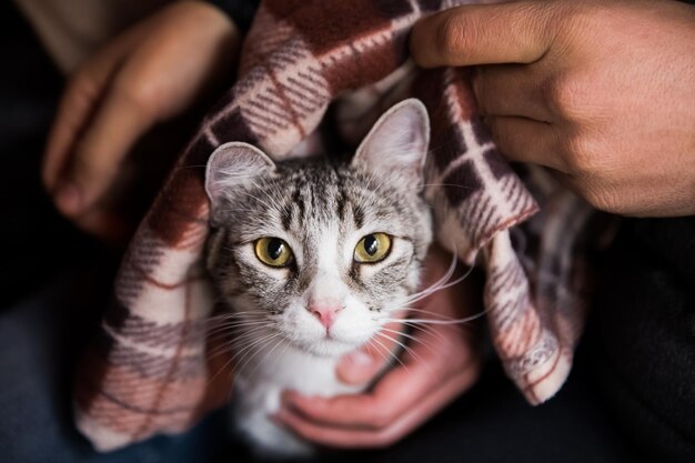 Gato de mano de hombre