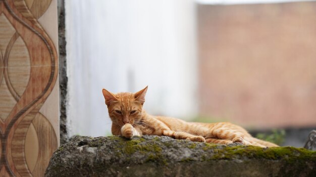 Gato marrom bonito dormindo em uma pedra